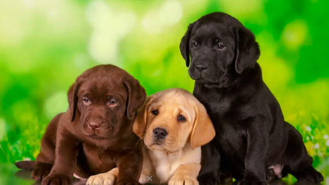 Veterinaria Ameghino