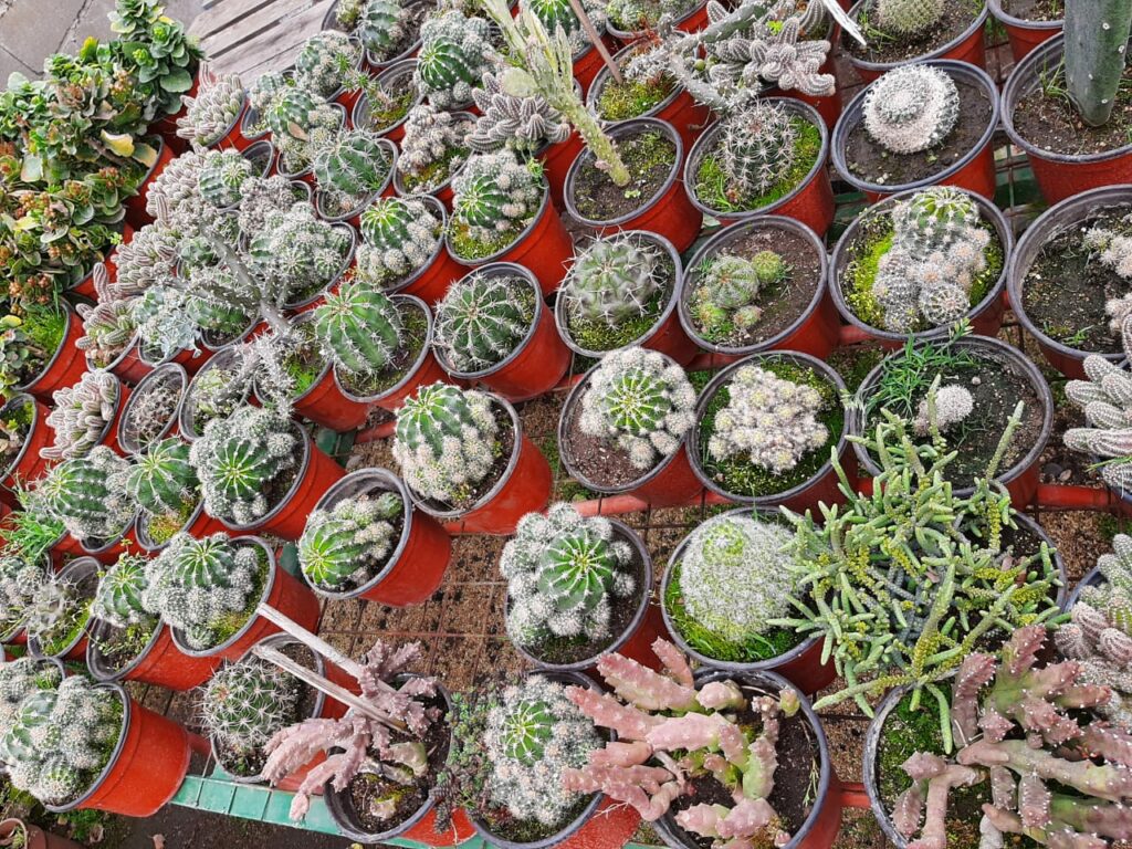 Vivero Agreste Los Arboles_de Eladio en La Guia Esquel