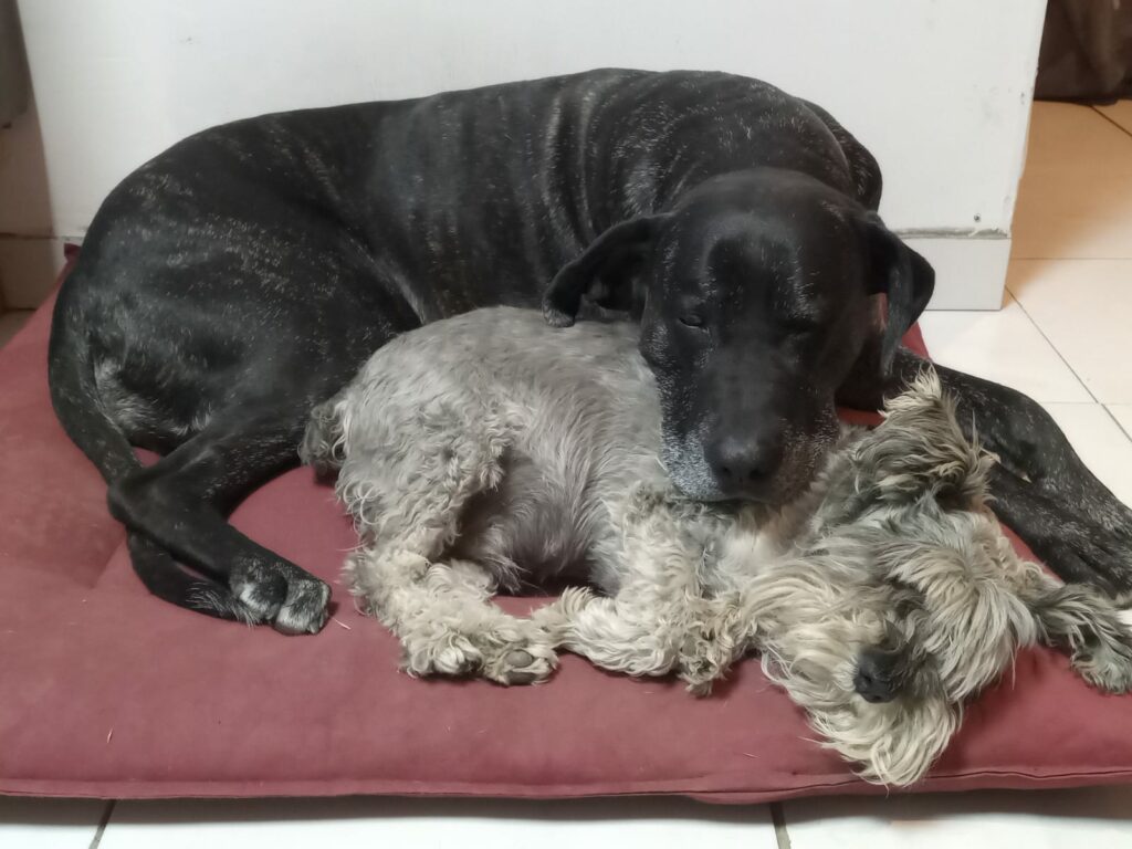 Mad_Medicina_Animal_Domiciliaria_en_La_Guia_Esquel