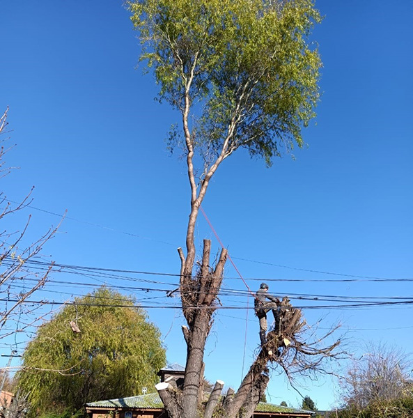 Forestal_Patagonia_poda_en_La_Guia_Esquel