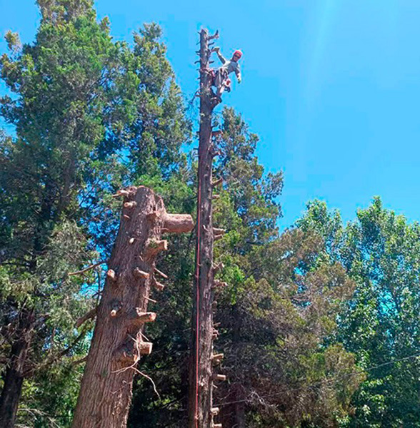 Forestal_Patagonia_poda_en_La_Guia_Esquel