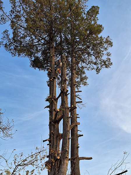 Forestal_Patagonia_poda_en_La_Guia_Esquel