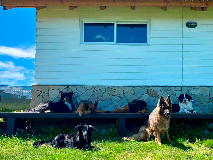 akela_hotel_canino_en_la_guia_esquel_