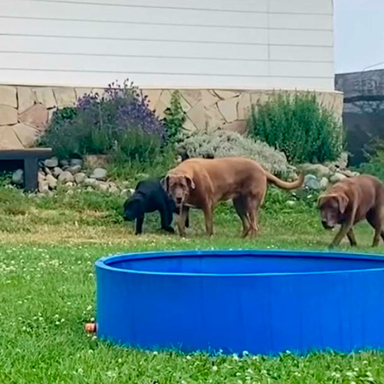 akela_hotel_canino_en_la_guia_esquel_