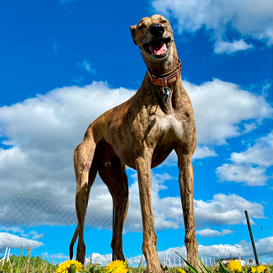 akela_hotel_canino_en_la_guia_esquel_