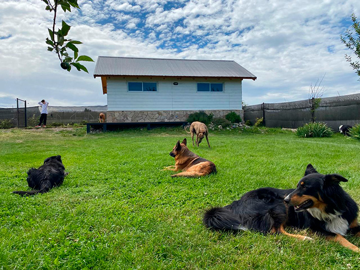 akela_hotel_canino_en_la_guia_esquel_