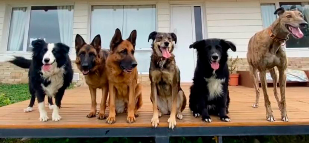 akela_hotel_canino_en_la_guia_esquel_