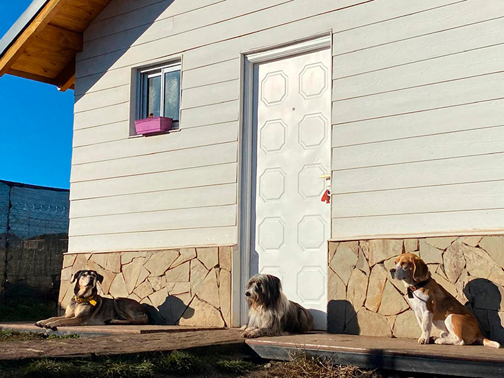 akela_hotel_canino_en_la_guia_esquel_