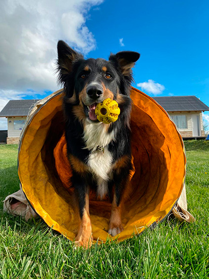 akela_hotel_canino_en_la_guia_esquel_